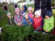 Sklízíme úrodu na školní zahrádce